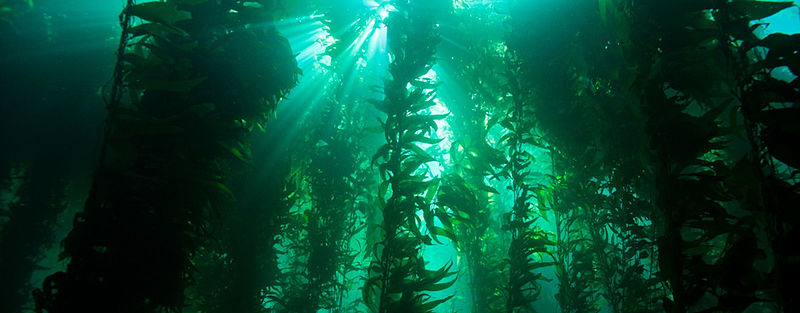 fish swimming in kelp forest