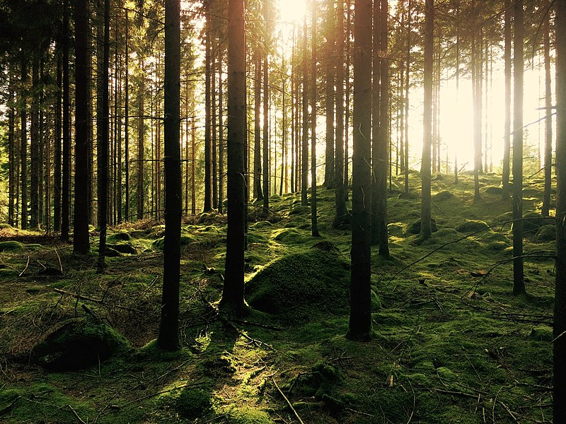 forest landscape
